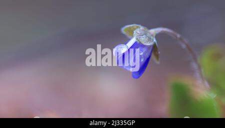 Il primo messaggero di fiori di primavera Hepatica Nobilis Foto Stock