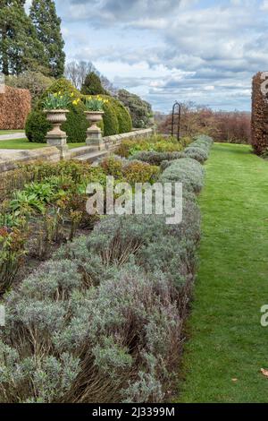 Un giardino di rose e lavanda confinante con il prato in primavera al Goldsborough Hall, Yorkshire. Foto Stock