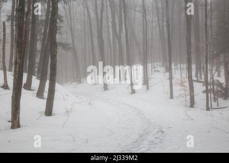 Strada inghiottito nella nebbia a Flume Gorge a Lincoln, New Hampshire in una calda giornata invernale nel mese di febbraio. Foto Stock