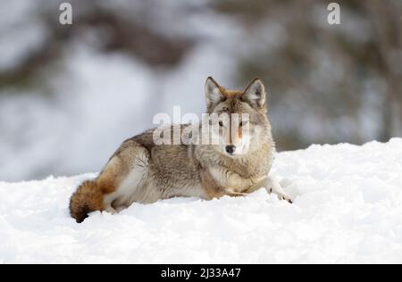 Un solo coyote Canis latrans seduta nella neve d'inverno in Canada Foto Stock