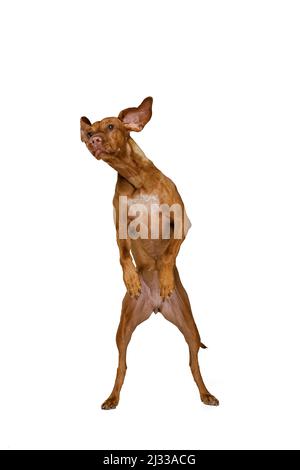 Studio girato di Adorable marrone Kurzhaar Drathaar, cane purebred che posa isolato su sfondo bianco. Concetto di animale, animali domestici, bellezza, razza, titolo Foto Stock