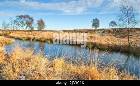 Womere a fine autunno con erba di brughiera dorata, Cannock Chase Country Park AONB (area di straordinaria bellezza naturale) in Staffordshire Inghilterra Regno Unito Foto Stock