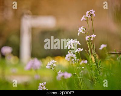 Lady's Smock su verges in East Hoathly, East Sussex, Regno Unito. Foto Stock