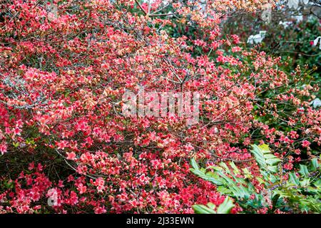 Grande macchia Camellia a Lanhydrock, Cornovaglia, regno unito Foto Stock