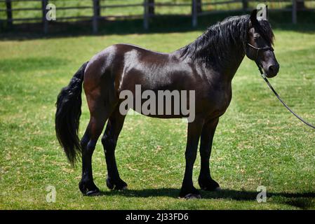 Il posto migliore per i cavalli purosangue. Sparato di un cavallo scuro in una testa colletto in piedi in un campo. Foto Stock