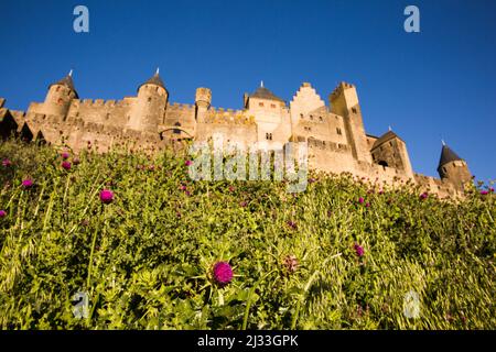 Campo di latte Thistle Flower (Silybum o Carduus Marianum) fioritura in un Sunny Summer Day in fondo alla Cittadella di Carcassonne lato ovest Foto Stock