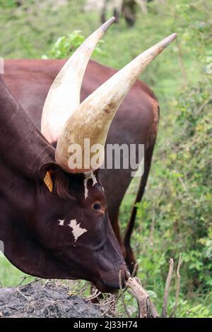 Uganda; Regione Occidentale; a Mbarara; Parco Nazionale del Lago Mburo; pascolo di manzo di Watussi; anche chiamato Ankole Beef Foto Stock