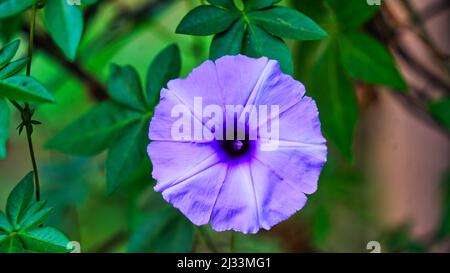 Ipomoea fiore tra foglie di erba accanto ad un bastone di legno asciutto e rotto e un fiore germoglio. Foto Stock