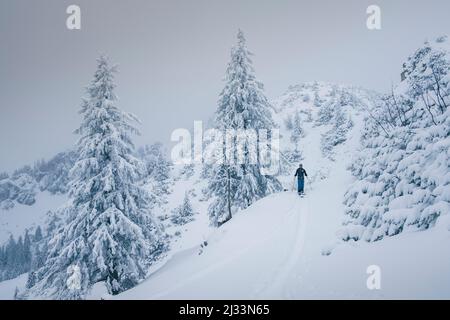Tour sciistico delle Lacherspitze innevate a Sudelfeld in Baviera, sciatori nella neve tra alberi innevati Foto Stock