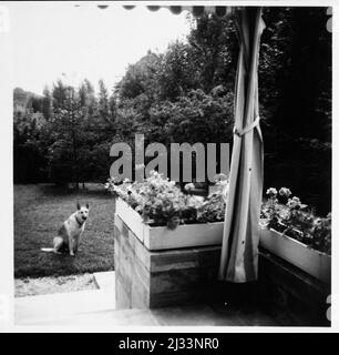 Basko mit jeweiligem Frauchen - Basko con un'amante rispettiva/attuale. Album fotografici di EVA Braun, ca. 1913 - ca. 1944. Questi album sono attribuiti a Eva Braun (quattro sono rivendicati dalla sua amica Herta Schneider, nee Ostermeyer) e documentano la sua vita da ca. da 1913 a 1944. Ci sono molte fotografie di Eva, delle sue sorelle e dei loro figli, di Herta Schneider e dei suoi figli, così come fotografie delle vacanze di Eva, dei suoi familiari e degli amici. Sono incluse anche le fotografie scattate da e di Eva Braun allo chalet di Hitler Berghof (o Kehlstein), fotografie di Hitler e del suo entourage, visitatori di Ber Foto Stock