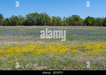 Prato collinare coperto da una coperta di giallo brillante Yellowstar fiori in primo piano e bella Bluebonnet fiori sullo sfondo e un ro Foto Stock