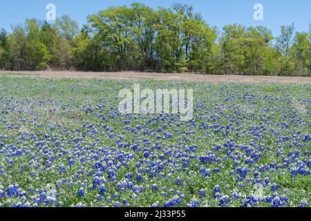 Una coperta di bellissimi fiori Bluebonnet che sbocciano su un prato collinare con una fila di alberi all'orizzonte in una mattinata di sole e primavera. Foto Stock