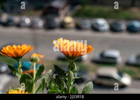 Calendula fiore con ape su fiore di arancio profondo. Calendula ha proprietà multiple ed è usato in medicina, omeopatia, medicina di erbe. Foto Stock