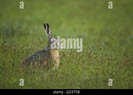 Lepre europea (Lepus europaeus) nel Parco Nazionale Duinen a Texel, Paesi Bassi Foto Stock