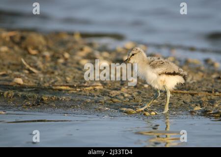 Giovane Avocet (Recurvirostra avosetta) su Texel, Olanda Foto Stock