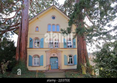 Due sequoie giganti (Sequoiadendron giganteum) al vicarage di Sasbachwalden nella Foresta Nera, Baden-Württemberg, Germania Foto Stock