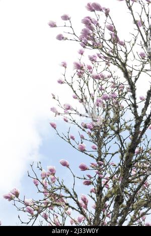 Magnolia x albero di soulangeana 'Alexandrina'. Foto Stock