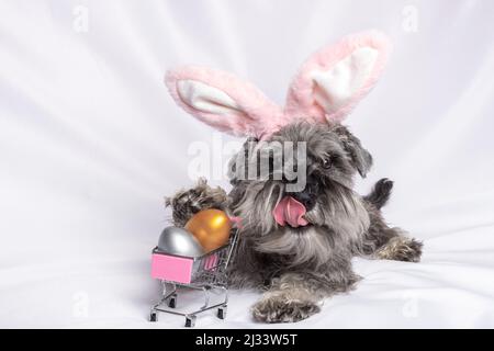 Puppy schnauzer in miniatura in orecchie conigliate rosa con un carrello giocattolo con uova di Pasqua colorate su sfondo bianco. Concetto di shopping di Pasqua. EAS Foto Stock