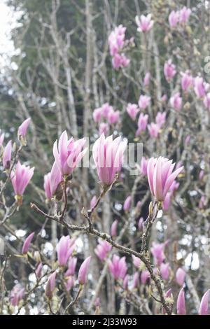 Fiori rosa di un albero magnolia 'Heaven Scent'. Foto Stock