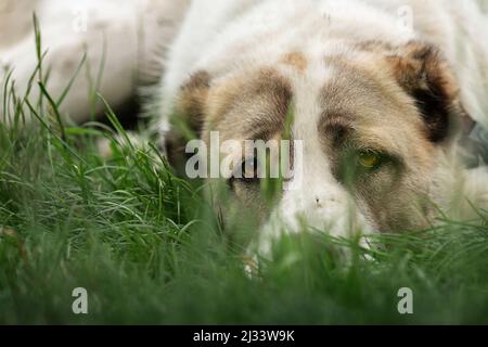 Il cane Shepherd asiatico sognante giace sull'erba verde e ci guarda Foto Stock