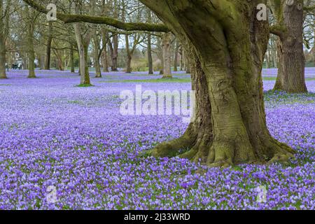 Tappeto viola di croci fioriti (Crocus napolitanus), fiore di primavera attrazione della città Husum in Nordfriesland, Schleswig-Holstein, Germania Foto Stock