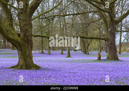 Tappeto viola di croci fioriti (Crocus napolitanus), fiore di primavera attrazione della città Husum in Nordfriesland, Schleswig-Holstein, Germania Foto Stock