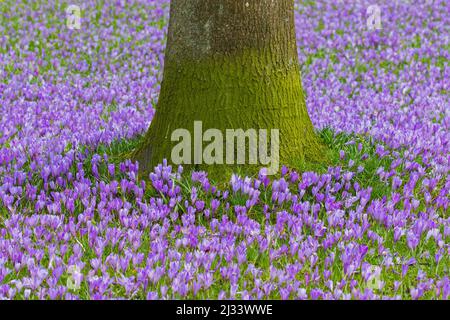 Tappeto viola di croci fioriti (Crocus napolitanus), fiore di primavera attrazione della città Husum in Nordfriesland, Schleswig-Holstein, Germania Foto Stock