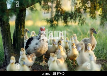 Gruppo di anatroccoli gialli di un'anatra moscovita nel villaggio lituano. Concetto di Pasqua. Foto Stock