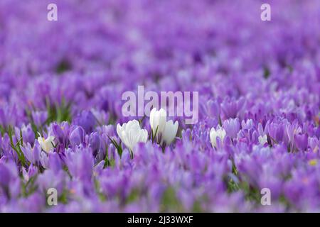 Primo piano di croci bianchi fioriti in moquette viola di croci fiorenti (Crocus napolitanus) in primavera Foto Stock