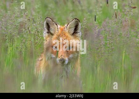 Curioso volpe rossa (Vulpes vulpes) in prato guardando dritto nella fotocamera attraverso steli di erba in primavera Foto Stock