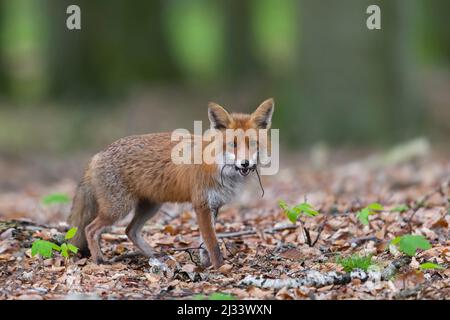 Caccia volpe rossa (Vulpes vulpes) di ritorno a cubs in den con due topi catturati in bocca nella foresta in primavera Foto Stock