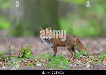 Caccia volpe rossa (Vulpes vulpes) di ritorno a cubs in den con due topi catturati in bocca nella foresta in primavera Foto Stock