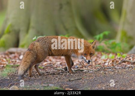 Caccia volpe rossa (Vulpes vulpes) di ritorno a cubs in den con due topi catturati in bocca nella foresta in primavera Foto Stock