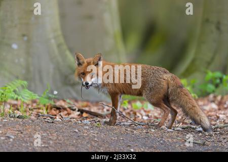 Caccia volpe rossa (Vulpes vulpes) di ritorno a cubs in den con due topi catturati in bocca nella foresta in primavera Foto Stock