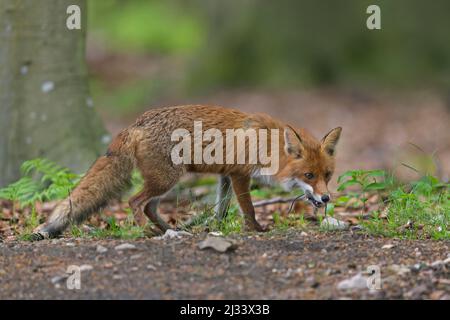 Caccia volpe rossa (Vulpes vulpes) di ritorno a cubs in den con due topi catturati in bocca nella foresta in primavera Foto Stock