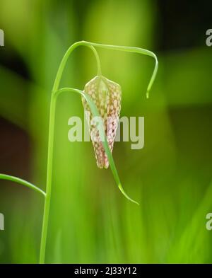 Serpenti Fritillari testa in un giardino di primavera del Sussex orientale che è stato lasciato crescere come un prato. Foto Stock