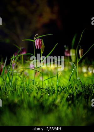 La testa del serpente fritillaries in un prato del giardino di primavera del Sussex orientale alla notte. REGNO UNITO Foto Stock