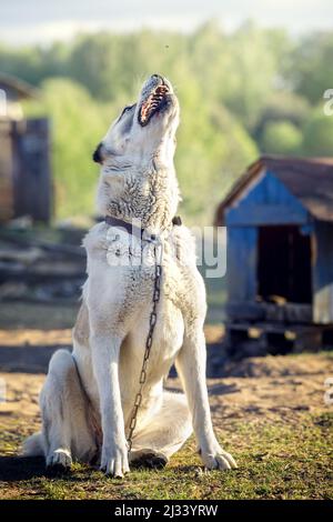 Bel cane asiatico bianco vicino alla cabina blu in una giornata di sole cercando di prendere il volo intorno ad esso. Foto Stock