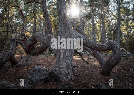 Windgeformte krumme Bäume im Wald Trollskogen auf der Insel Öland im Osten von Schweden Foto Stock