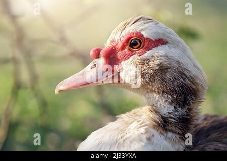 Primo piano, vista laterale dell'anatra di Moscovy o della moschata di Cairina, isolata sulla natura sfondo sfocato. Uccello fattoria con becco rosso Foto Stock