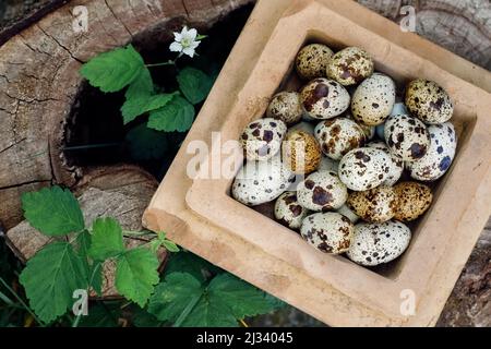 Uova di quaglia nella vecchia piastra rustica della mattonella del forno, messo sull'erba, per comporre per le feste di pasqua Foto Stock