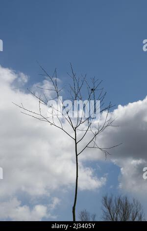 Albero solitario in inverno con una foglia morta catturata su un ramoscello, avvicinandosi primavera con germogli nuovi Foto Stock