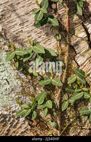 Fuso della fortuna - Euonymus fortunei Foto Stock