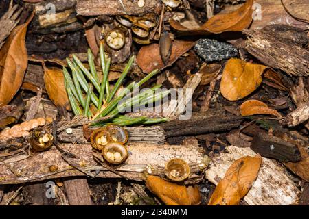 Funghi comuni di Nido di uccello - Crucibulum laeve Foto Stock