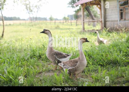 Oche nella fattoria. Uccelli domestici all'aperto durante l'estate. Tema rustico. Foto Stock