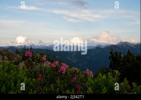 Rose alpine di fronte a montagne sfocate e il gioco del cloud Foto Stock