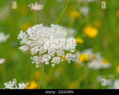 Carota selvatica fiorente, carota di Daucus Foto Stock