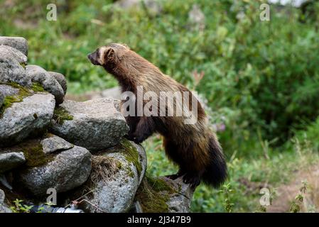 Wolverine, animali al Wildlife Park Ranua, Lapponia, Finlandia Foto Stock