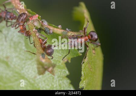 La colonia di formiche di legno (Formica sp) coltiva gli afidi verdi nella vegetazione della foresta a Nutcombe Bottom, Dunset, West Somerest Foto Stock