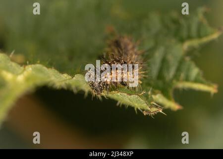 Il bruco ammiraglio rosso (Vanessa atalanta) si nutre di una foglia in un hedgerow vicino a Bossington, West Somerset Foto Stock